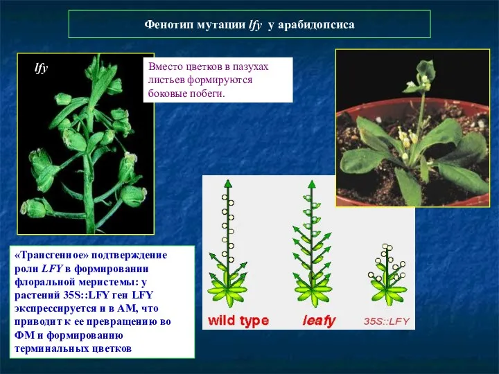 Фенотип мутации lfy у арабидопсиса lfy Вместо цветков в пазухах листьев формируются боковые