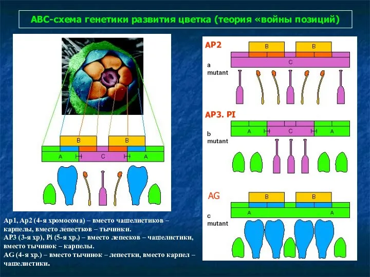 АВС-схема генетики развития цветка (теория «войны позиций) Ap1, Ap2 (4-я хромосома) – вместо