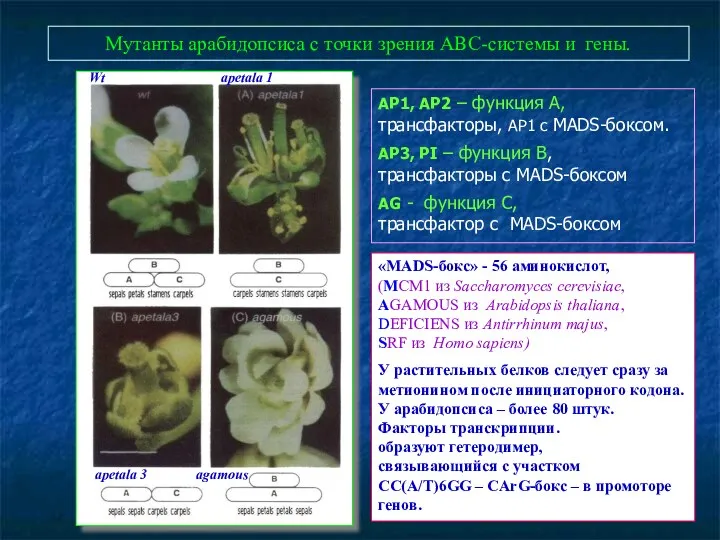 Мутанты арабидопсиса с точки зрения АВС-системы и гены. AP1, AP2 – функция А,