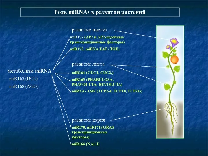 Роль miRNAs в развитии растений развитие цветка развитие листа развитие корня miR170, miR171
