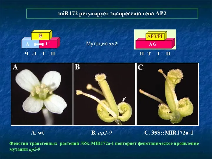 A. wt B. ap2-9 C. 35S::MIR172a-1 Фенотип трансгенных растений 35S::MIR172a-1 повторяет фенотипическое проявление
