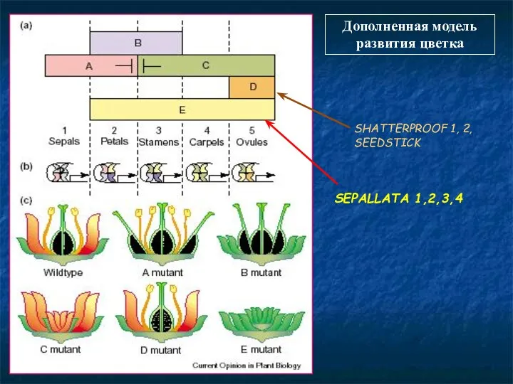 Дополненная модель развития цветка SHATTERPROOF 1, 2, SEEDSTICK SEPALLATA 1,2,3,4