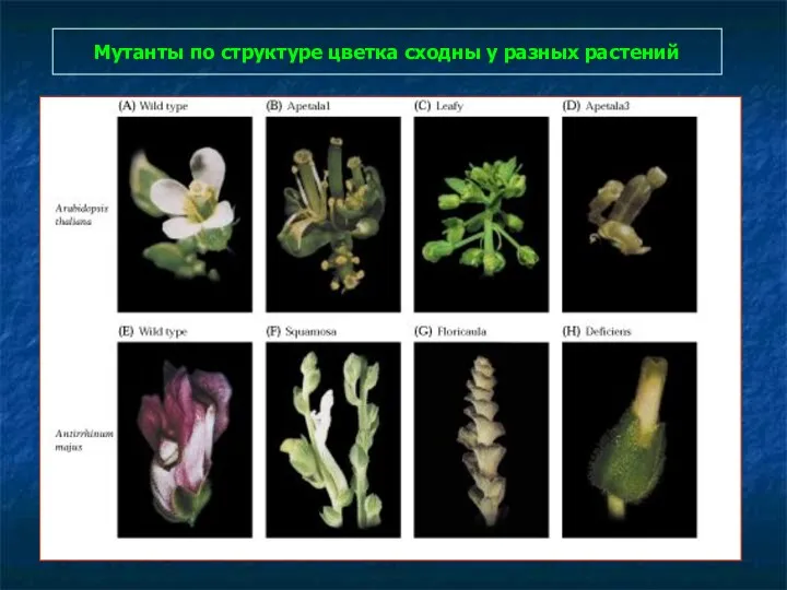 Мутанты по структуре цветка сходны у разных растений