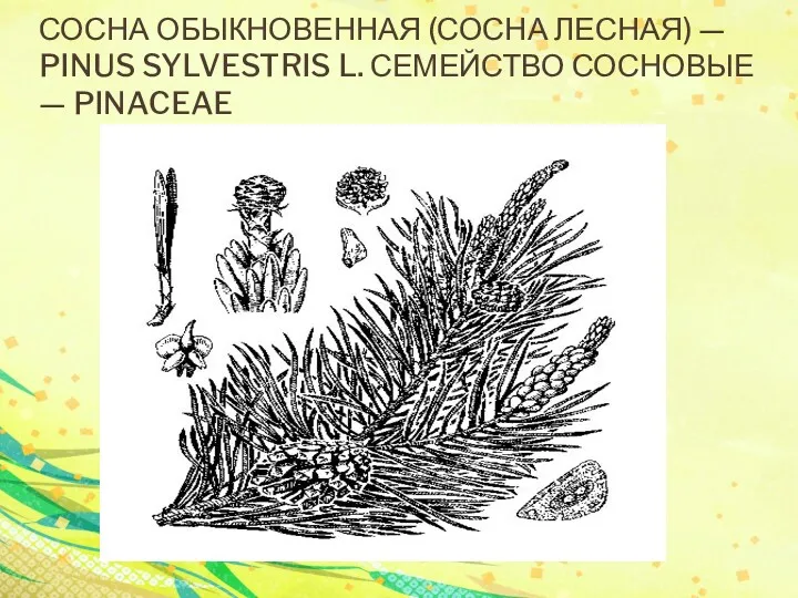 СОСНА ОБЫКНОВЕННАЯ (СОСНА ЛЕСНАЯ) — PINUS SYLVESTRIS L. СЕМЕЙСТВО СОСНОВЫЕ — PINACEAE