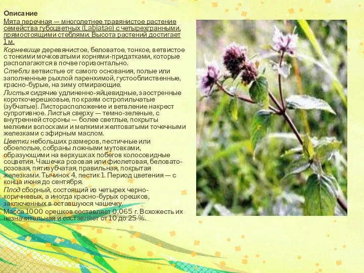 Описание Мята перечная — многолетнее травянистое растение семейства губоцветных (Labiatae) с четырехгранными, прямостоящими