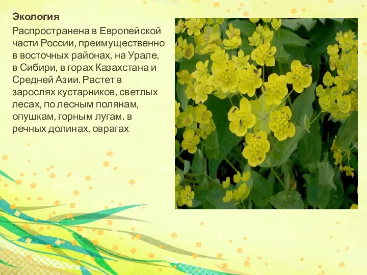 Экология Распространена в Европейской части России, преимущественно в восточных районах, на Урале, в