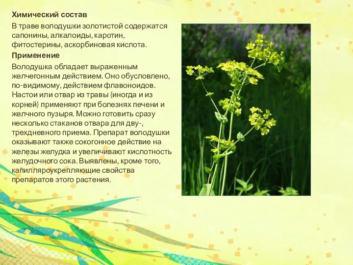 Химический состав В траве володушки золотистой содержатся сапонины, алкалоиды, каротин, фитостерины, аскорбиновая кислота.