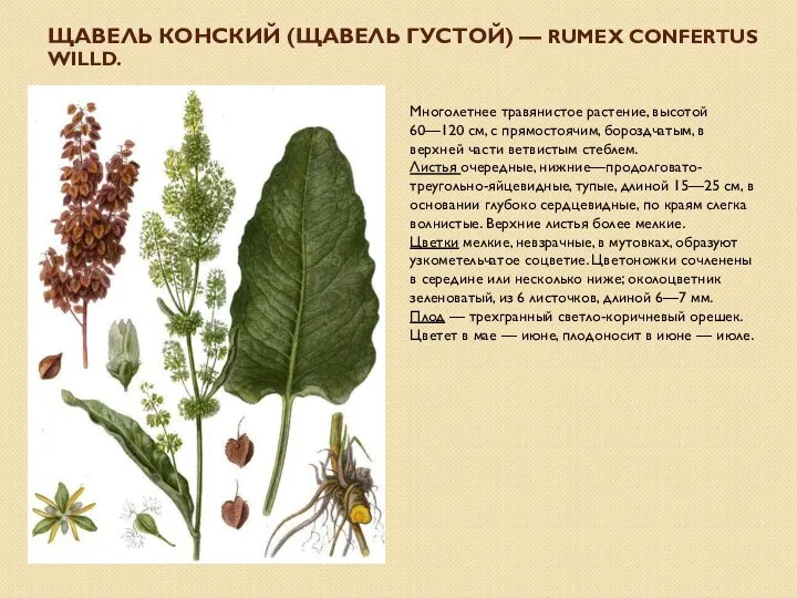 ЩАВЕЛЬ КОНСКИЙ (ЩАВЕЛЬ ГУСТОЙ) — RUMEX CONFERTUS WILLD. Многолетнее травянистое