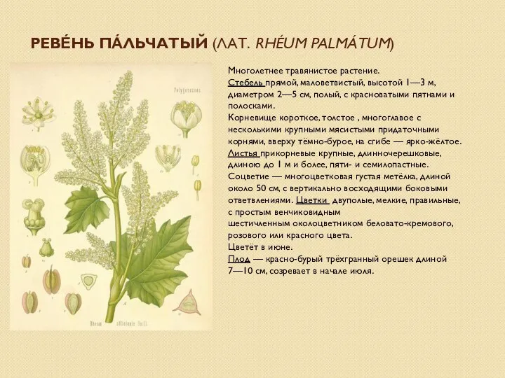 РЕВЕ́НЬ ПА́ЛЬЧАТЫЙ (ЛАТ. RHÉUM PALMÁTUM) Многолетнее травянистое растение. Стебель прямой,