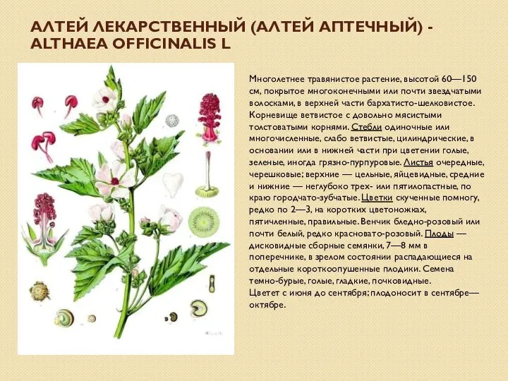 АЛТЕЙ ЛЕКАРСТВЕННЫЙ (АЛТЕЙ АПТЕЧНЫЙ) - ALTHAEA OFFICINALIS L Многолетнее травянистое