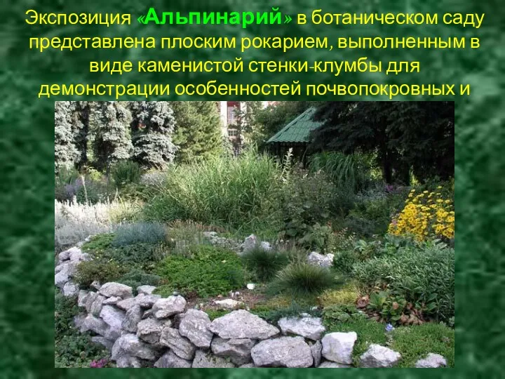 Экспозиция «Альпинарий» в ботаническом саду представлена плоским рокарием, выполненным в