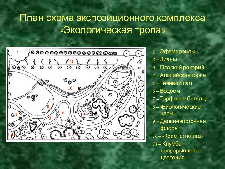 План-схема экспозиционного комплекса «Экологическая тропа» 1 – Эфемероиды 2 –