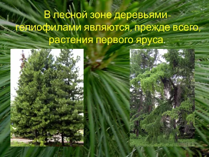 В лесной зоне деревьями-гелиофилами являются, прежде всего, растения первого яруса.