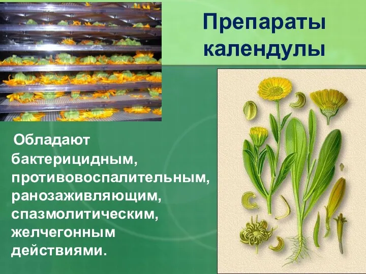 Обладают бактерицидным, противовоспалительным, ранозаживляющим, спазмолитическим, желчегонным действиями. Препараты календулы