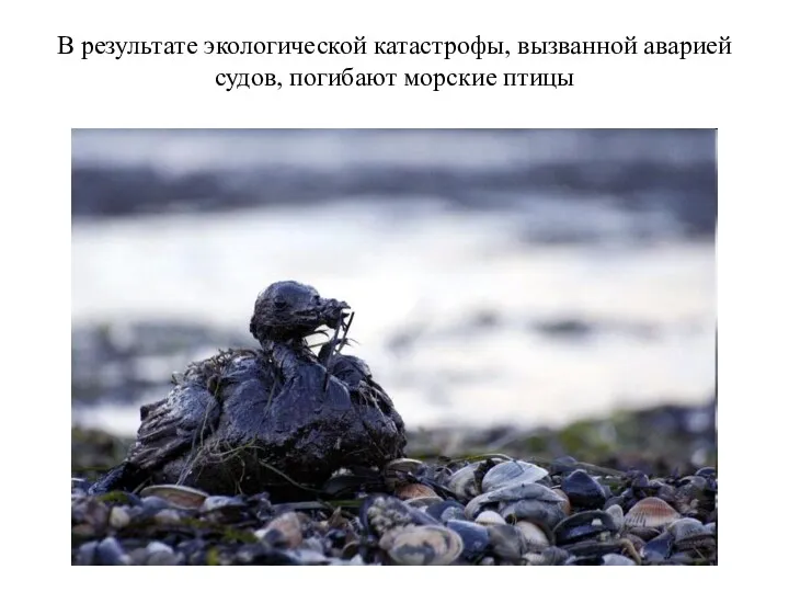 В результате экологической катастрофы, вызванной аварией судов, погибают морские птицы