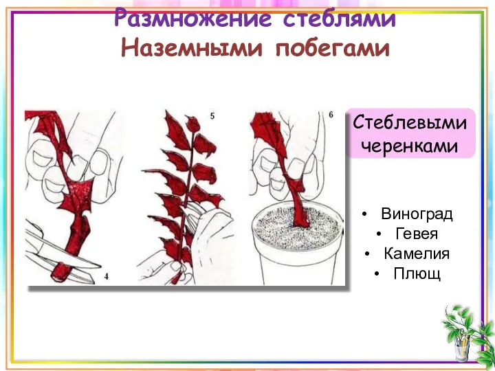 Размножение стеблями Наземными побегами Стеблевыми черенками Виноград Гевея Камелия Плющ