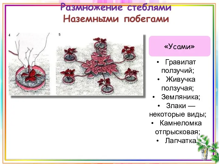 Размножение стеблями Наземными побегами «Усами» Гравилат ползучий; Живучка ползучая; Земляника;