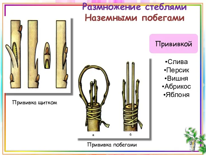 Размножение стеблями Наземными побегами Прививкой Прививка щитком Прививка побегами Слива Персик Вишня Абрикос Яблоня