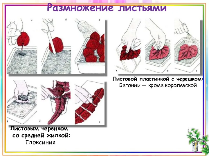 Размножение листьями Листовой пластинкой с черешком: Бегонии — кроме королевской Листовым черенком со средней жилкой: Глоксиния