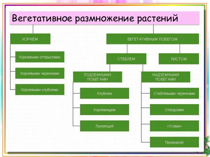 Вегетативное размножение растений