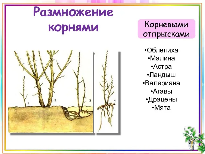 Размножение корнями Корневыми отпрысками Облепиха Малина Астра Ландыш Валериана Агавы Драцены Мята