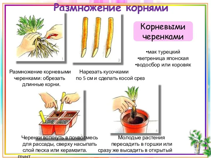 Размножение корнями Корневыми черенками Размножение корневыми Нарезать кусочками черенками: обрезать