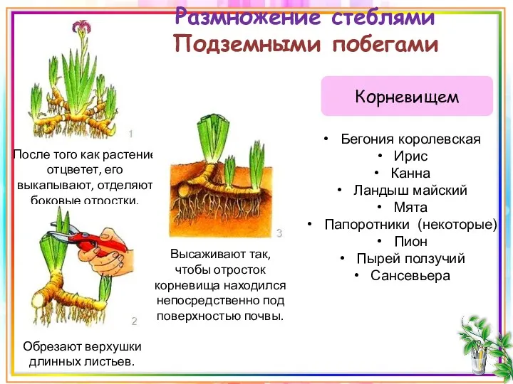 Размножение стеблями Подземными побегами Корневищем После того как растение отцветет,