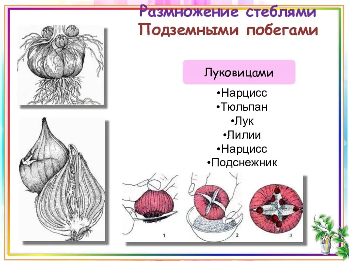 Размножение стеблями Подземными побегами Луковицами Нарцисс Тюльпан Лук Лилии Нарцисс Подснежник