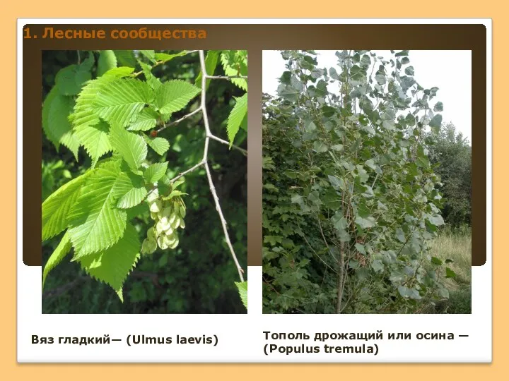 1. Лесные сообщества Тополь дрожащий или осина — (Populus tremula) Вяз гладкий— (Ulmus laevis)