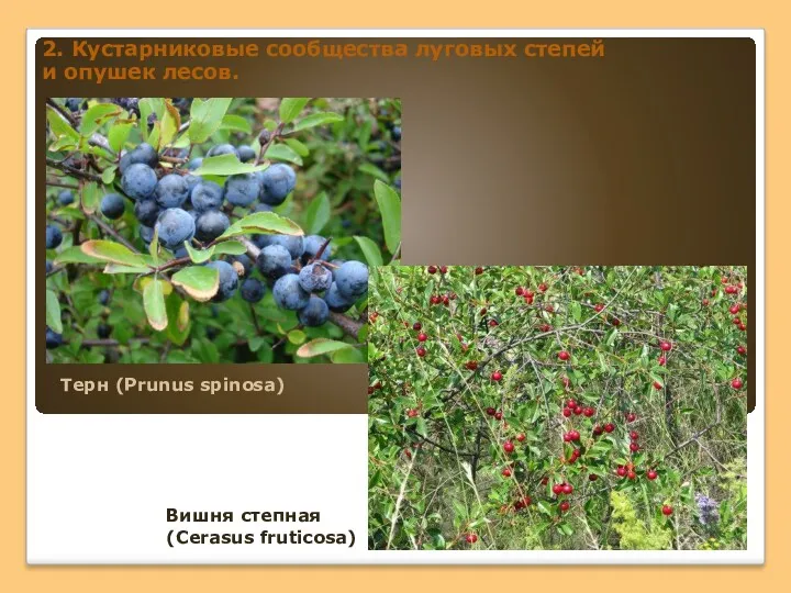 2. Кустарниковые сообщества луговых степей и опушек лесов. Вишня степная (Сerasus fruticosa) Терн (Prunus spinosa)