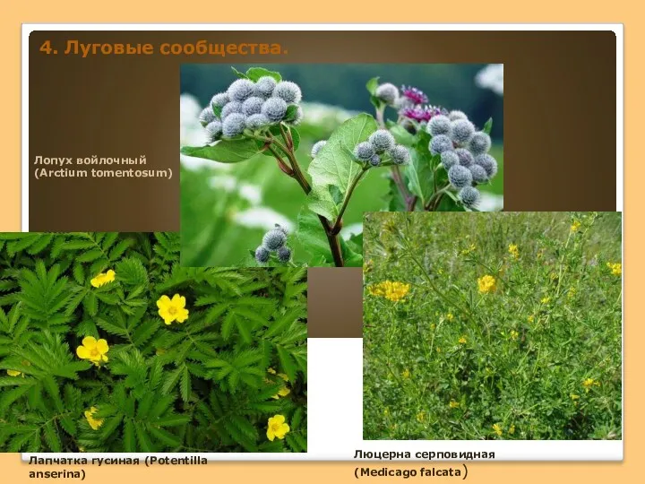 4. Луговые сообщества. Лапчатка гусиная (Potentilla anserina) Лопух войлочный (Arctium tomentosum) Люцерна серповидная (Medicago falcata)