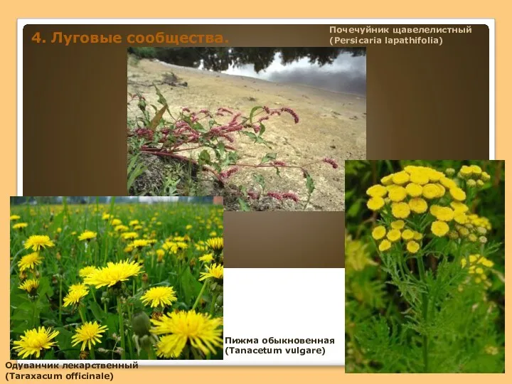 4. Луговые сообщества. Одуванчик лекарственный (Taraxacum officinale) Пижма обыкновенная (Tanacetum vulgare) Почечуйник щавелелистный (Persicaria lapathifolia)