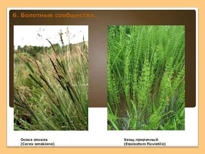 Хвощ приречный (Equisetum fluviatile) Осока омская (Carex omskiana) 6. Болотные сообщества.