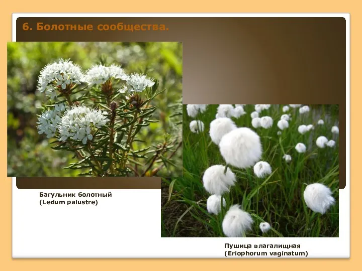 Багульник болотный (Ledum palustre) Пушица влагалищная (Eriophorum vaginatum) 6. Болотные сообщества.