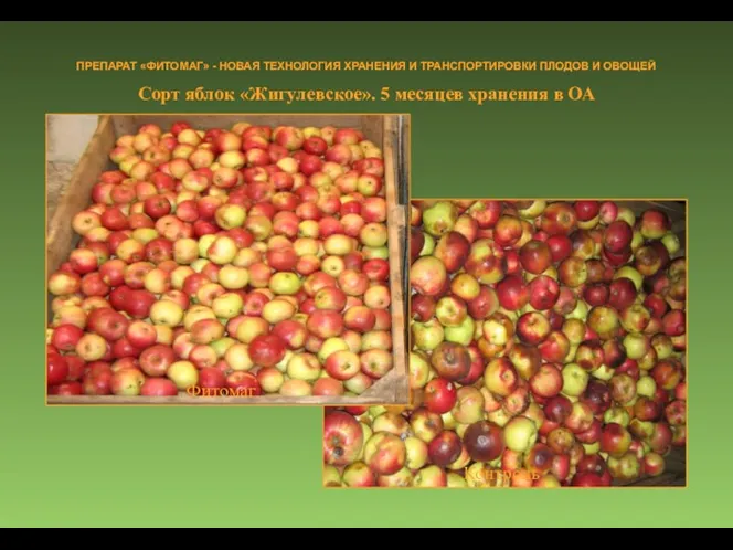 Сорт яблок «Жигулевское». 5 месяцев хранения в ОА ПРЕПАРАТ «ФИТОМАГ»