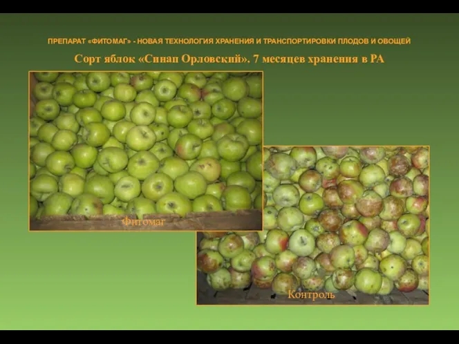 Сорт яблок «Синап Орловский». 7 месяцев хранения в РА ПРЕПАРАТ