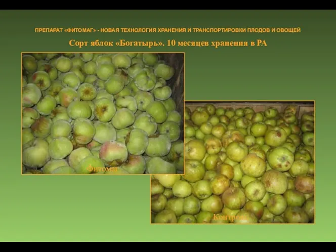 Сорт яблок «Богатырь». 10 месяцев хранения в РА ПРЕПАРАТ «ФИТОМАГ»