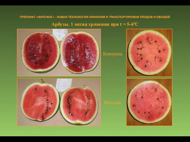 Арбузы. 1 месяц хранения при t = 5-6оC ПРЕПАРАТ «ФИТОМАГ»