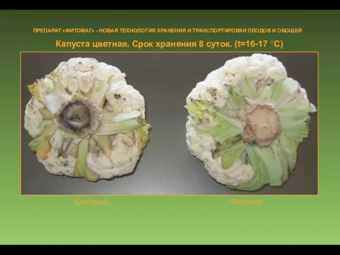 Капуста цветная. Срок хранения 8 суток. (t=16-17 °C) ПРЕПАРАТ «ФИТОМАГ»