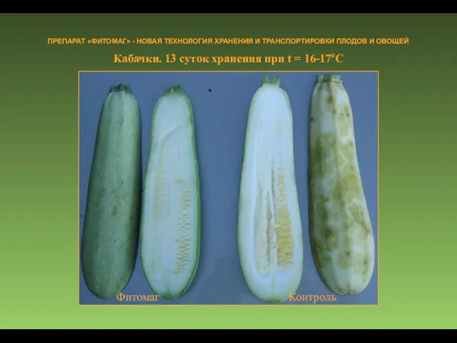 Кабачки. 13 суток хранения при t = 16-17оC ПРЕПАРАТ «ФИТОМАГ»