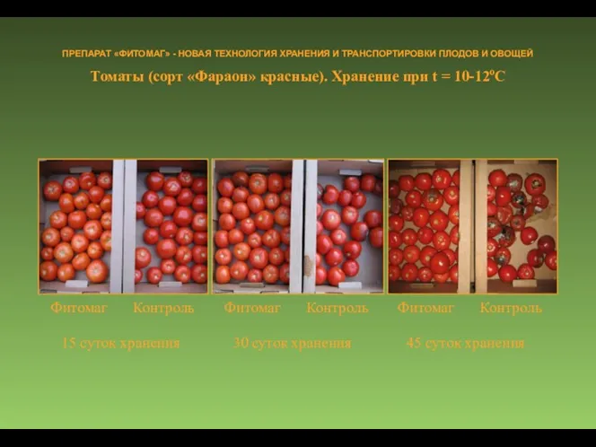 Томаты (сорт «Фараон» красные). Хранение при t = 10-12оC ПРЕПАРАТ