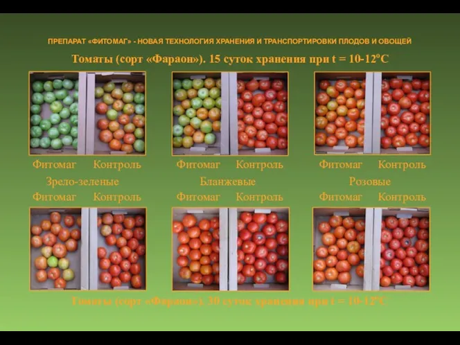Томаты (сорт «Фараон»). 15 суток хранения при t = 10-12оC