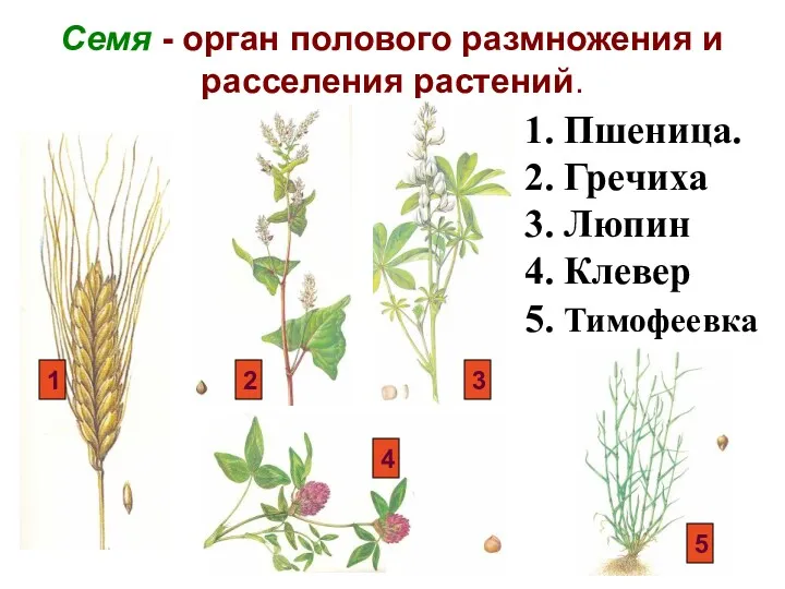 Семя - орган полового размножения и расселения растений. 1. Пшеница.