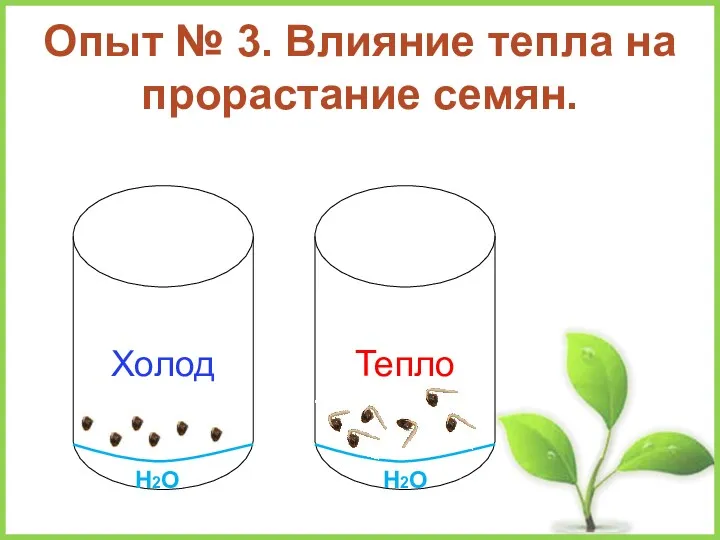 Опыт № 3. Влияние тепла на прорастание семян. Холод Тепло Н2О Н2О