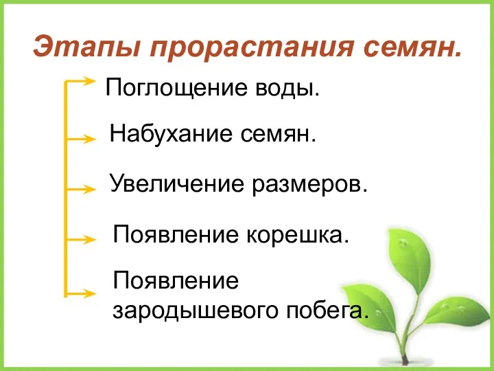 Этапы прорастания семян. Поглощение воды. Набухание семян. Увеличение размеров. Появление корешка. Появление зародышевого побега.