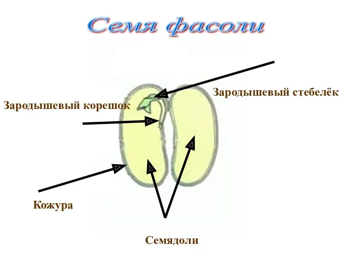 Семя фасоли Зародышевый корешок Кожура Семядоли Зародышевый стебелёк