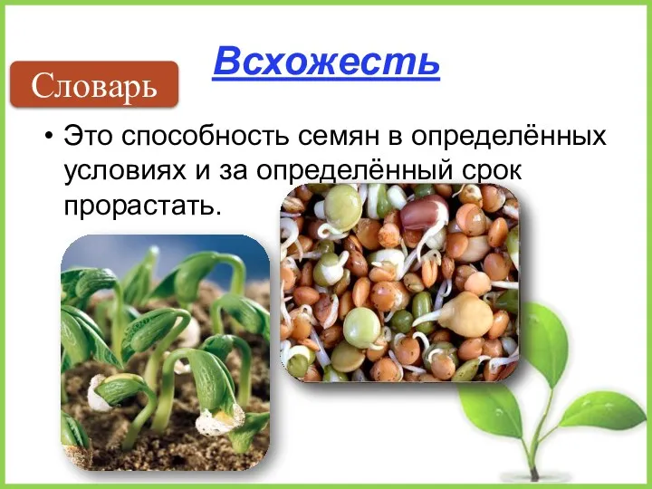 Всхожесть Это способность семян в определённых условиях и за определённый срок прорастать. Словарь