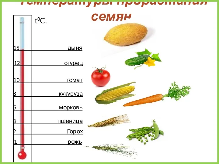 Температуры прорастания семян. 2 Горох 1 рожь 3 пшеница 5