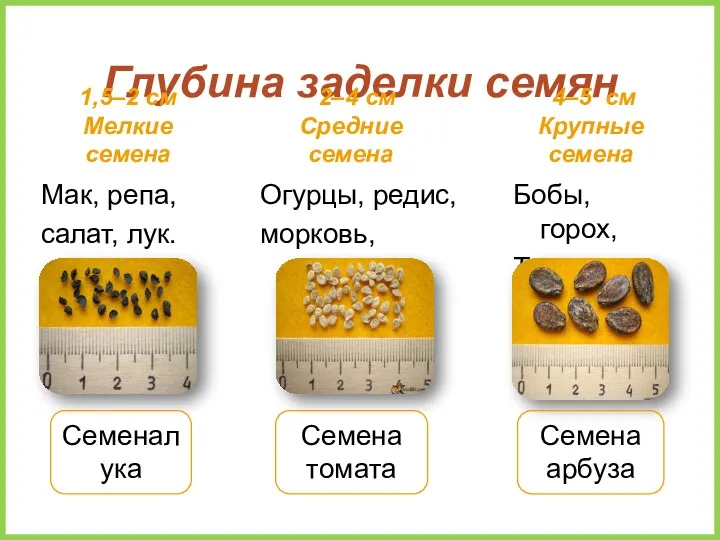 Глубина заделки семян 1,5–2 см Мелкие семена Мак, репа, салат,