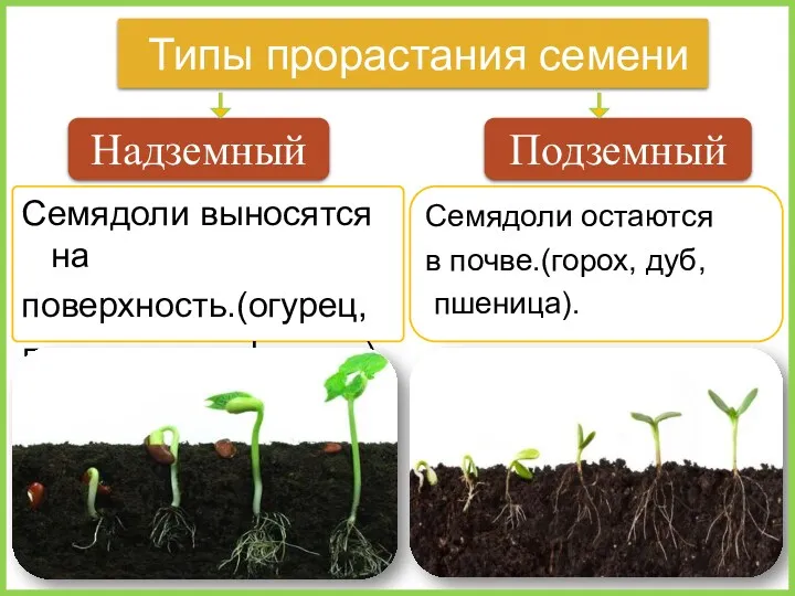 Семядоли выносятся на поверхность.(огурец, лук, капуста, фасоль). Типы прорастания семени